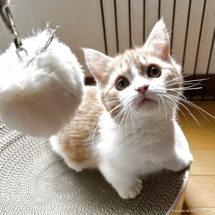 ID:2503-00149の子猫