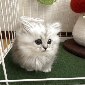 ミヌエット(短足)【兵庫県・女の子・2025年10月21日・ブルーシルバータビー】の写真「大きな目の極短足の可愛い子ちゃん^_^」