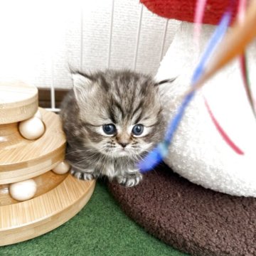 ミヌエット(短足)【兵庫県・女の子・2025年10月26日・シェーテッドゴールデン】の写真「マルマルコロコロの可愛い子ちゃん^_^」