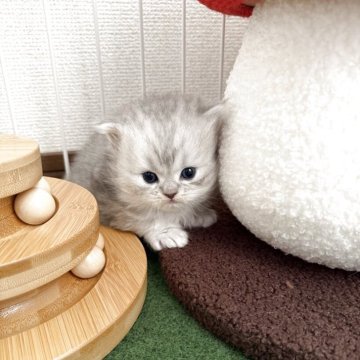 ミヌエット(長足)【兵庫県・男の子・2025年10月26日・ブルーシルバータビー】の写真「マルマルコロコロのイケメン君」