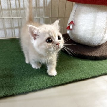マンチカン(短足)【兵庫県・女の子・2025年7月13日・クリームタビー】の写真「小さな小さな可愛い子ちゃん^_^」