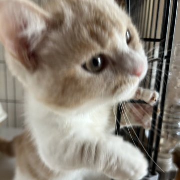 マンチカン(短足)【兵庫県・男の子・2025年1月28日・カメオ&ホワイト】の写真「マンチ立ちを良くする甘えん坊のイケメン君^_^」
