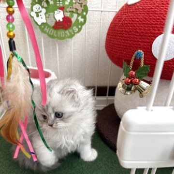 ミヌエット(長足)【兵庫県・男の子・2025年10月26日・ブルーシルバータビー】の写真「マルマルコロコロのイケメン君」