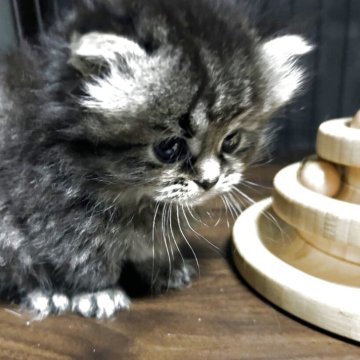ミヌエット(短足)【兵庫県・男の子・2025年4月11日・ブラウンタビー】の写真「モフモフ短足のイケメン君^_^」