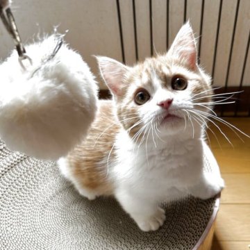 マンチカン(短足)【兵庫県・男の子・2025年1月28日・レッド&ホワイト】の写真「超ちびっ子の甘えん坊のイケメン君^_^」