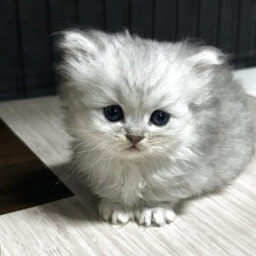 ミヌエット【兵庫県・男の子・2025年4月11日・ブルーシルバータビー】の写真「小さな極短足のイケメン君^_^」