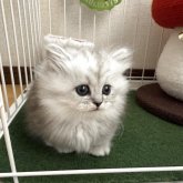 ミヌエット(短足)