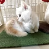 マンチカン(短足)