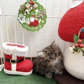 ミヌエット(短足)