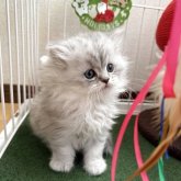 ミヌエット(長足)