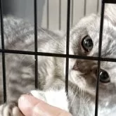 ミヌエット(短足)