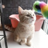 マンチカン(短足)