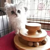 ペルシャ
