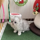 ミヌエット(長足)