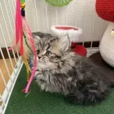 ミヌエット(短足)