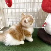 マンチカン(短足)