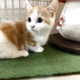 マンチカン(短足)