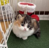 ミヌエット(短足)