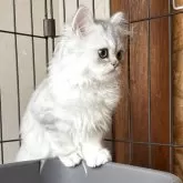 ペルシャ