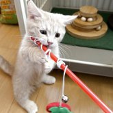 マンチカン(短足)