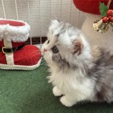 ミヌエット(長足)