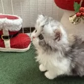 ミヌエット(長足)