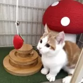 マンチカン(短足)【兵庫県・男の子・2025年7月6日・レッドタビー&ホワイト】の写真2