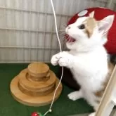 マンチカン(短足)【兵庫県・男の子・2025年7月6日・レッドタビー&ホワイト】の写真3