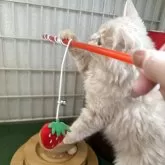 マンチカン(長足)【兵庫県・男の子・2025年7月13日・クリームタビー】の写真3