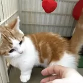 マンチカン(短足)【兵庫県・男の子・2025年7月6日・レッドタビー&ホワイト】の写真4