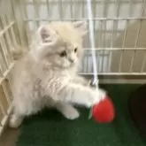 マンチカン(長足)【兵庫県・男の子・2025年7月13日・クリームタビー】の写真4