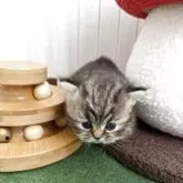 ミヌエット(短足)【兵庫県・女の子・2025年10月26日・シェーテッドゴールデン】の写真5