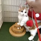 マンチカン(短足)【兵庫県・男の子・2025年7月6日・レッドタビー&ホワイト】の写真5