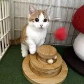 マンチカン(短足)【兵庫県・男の子・2025年7月6日・レッドタビー&ホワイト】の写真6