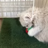 マンチカン(長足)【兵庫県・男の子・2025年7月13日・クリームタビー】の写真7