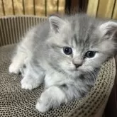 ミヌエット(短足)【兵庫県・女の子・2025年1月27日・ブルーパッチドタビー】の写真8