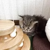 ミヌエット(短足)【兵庫県・女の子・2025年10月26日・シェーテッドゴールデン】の写真8