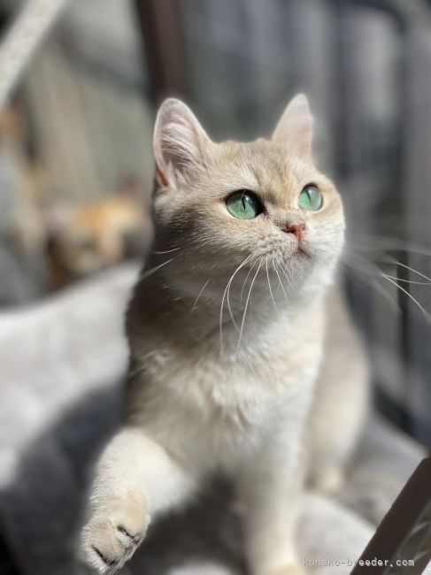 親猫の団子ちゃんです。とても責任のあるママです。目がターコイズの色で、非常に綺麗です。｜米倉　朱音(よねくら　あかね)ブリーダー(千葉県・ブリティッシュショートヘアなど・CFA/TICA/ACC登録)の紹介写真2