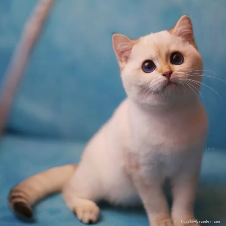 ID:2312-02129の子猫