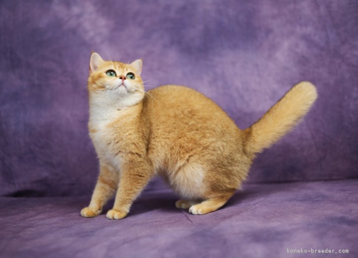 ブリティッシュショートヘア【・女の子・2022年9月22日・ブラックゴールド】