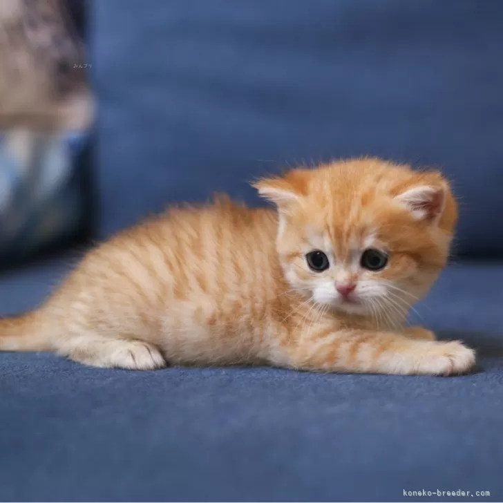 ID：2409-01752の子猫