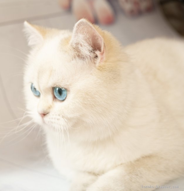 ブリティッシュショートヘア【・女の子・2022年6月11日・ゴールドポイント】