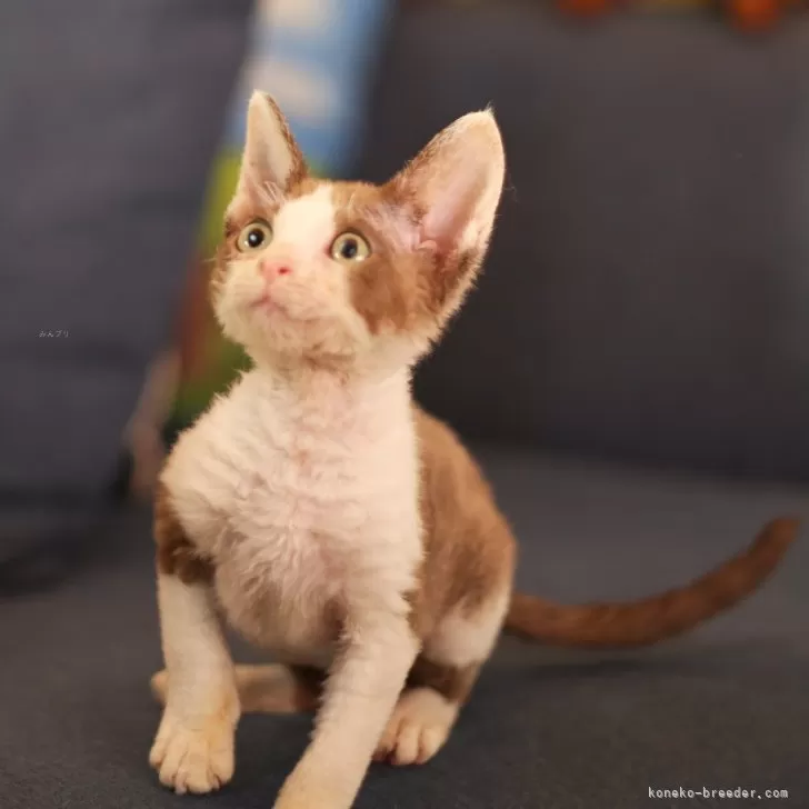 ID:2411-02271の子猫
