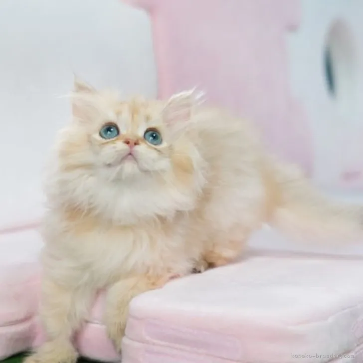 ID:2307-00816の子猫