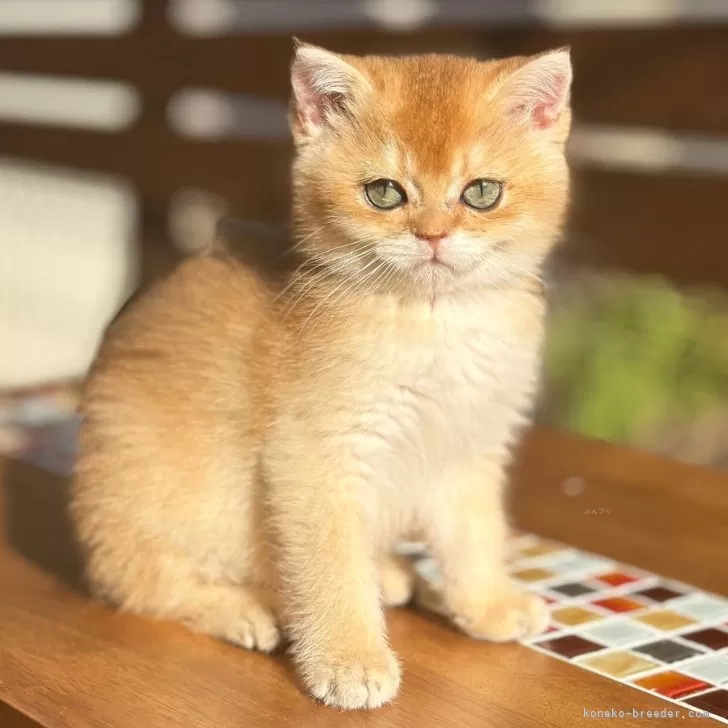 ID：2405-03088の子猫