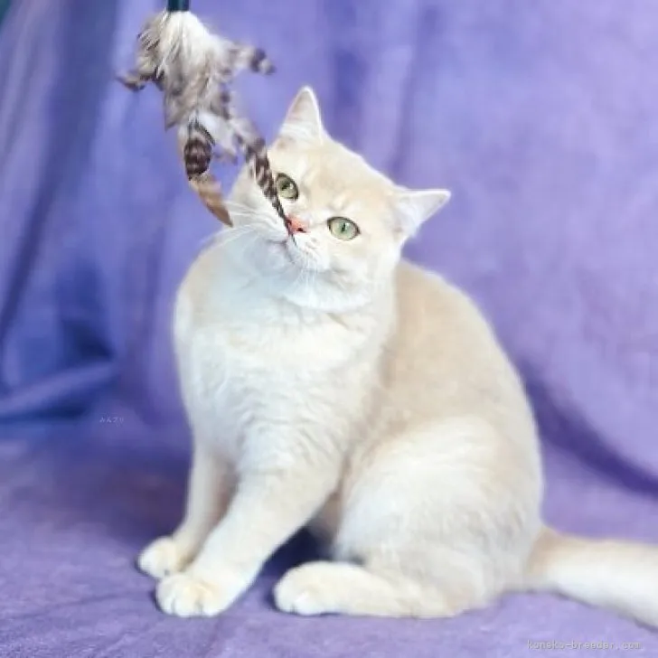 ID：2305-03416の子猫