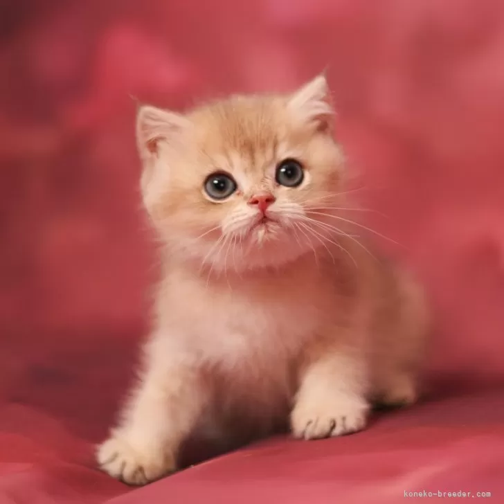ID:2406-03518の子猫