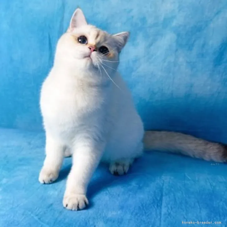 ID：2308-01917の子猫
