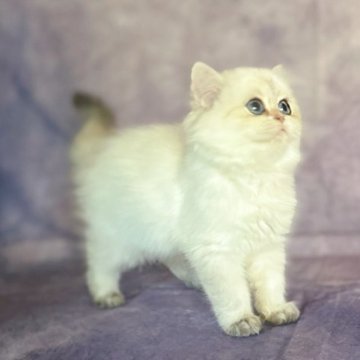 ブリティッシュショートヘア【千葉県・女の子・2023年8月14日・ゴールドポイント（シルクのような触感）】の写真「クリスマス限定価格！活発な性格、遊びが好きでかわい」