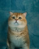 ブリティッシュショートヘア【・男の子・2021年7月13日・ブラックゴールド】